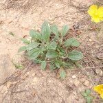 Tuberaria lignosa Habitus