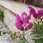 Antirrhinum australe 花