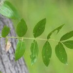 Zanthoxylum chalybeum पत्ता