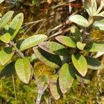 Ageratina gynoxoides Leaf