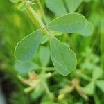Trigonella glabra 葉
