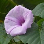 Ipomoea tiliacea Other