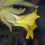 Mohavea breviflora Blüte