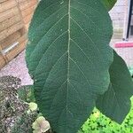 Hydrangea aspera Leaf