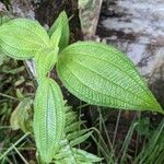 Miconia dependens Feuille