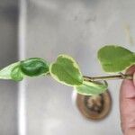 Peperomia scandens Leaf