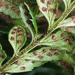 Polystichum aculeatum Fula
