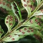 Polystichum aculeatum Flor