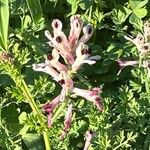 Fumaria agraria Flor