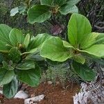 Gmelina neocaledonica Yeri