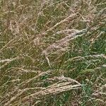 Arrhenatherum elatius Libunga