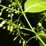 Chiococca alba Meyve
