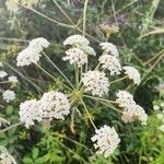 Peucedanum cervariaFlower