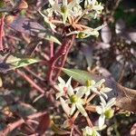 Tasmannia lanceolata Fleur