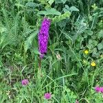 Dactylorhiza elata 整株植物