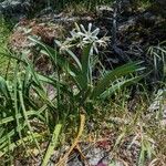 Pancratium illyricum Habit