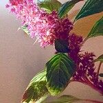 Amaranthus hybridus Flower