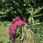 Dracunculus vulgaris Blüte