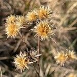Serratula tinctoria Fruchs