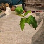 Datura ferox 花