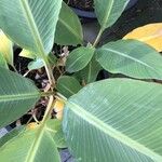 Musella lasiocarpa Hoja