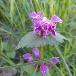 Lamium maculatumᱵᱟᱦᱟ