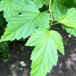 Physocarpus capitatus Leaf