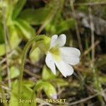 Pinguicula crystallina Žiedas