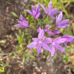 Allium unifolium Květ