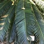 Cycas taiwaniana ഇല