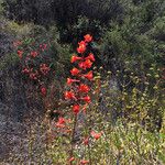 Delphinium cardinale Агульны выгляд