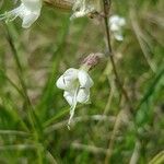 Silene italica Kwiat