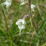 Silene italica Blüte