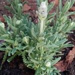 Lavandula dentataLeaf