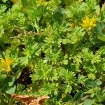 Alchemilla australis पत्ता