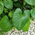 Homalomena rubescens Leaf