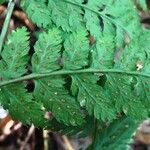 Dryopteris dilatata Feuille