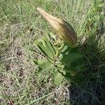 Asclepias viridis Lapas