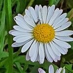 Bellis annuaFlors