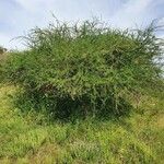 Acacia etbaica ശീലം