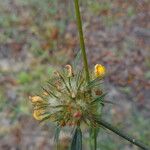 Stylosanthes guianensis 花