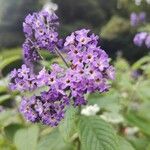 Heliotropium arborescens Кветка