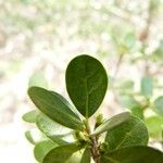 Fernelia buxifolia Feuille