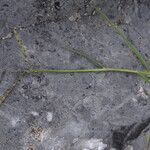 Paspalum distichum Fleur