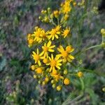 Senecio ampullaceus Flower