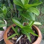 Dendrobium nobile Folha