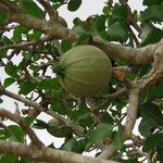 Gardenia volkensii Frucht