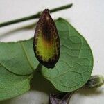 Aristolochia sprucei