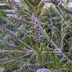 Callistemon citrinus Агульны выгляд