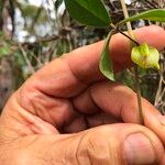 Macrotyloma axillare Flower